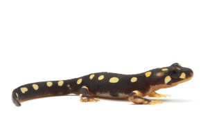 Neurergus crocatus